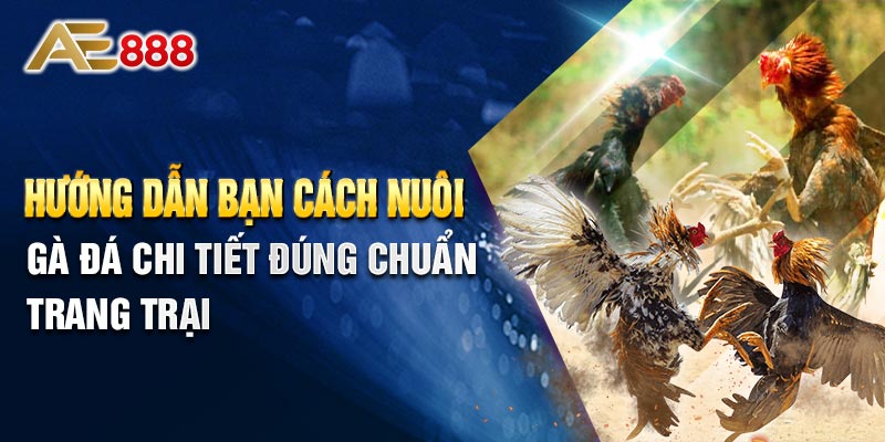 Hướng Dẫn Bạn Cách Nuôi Gà Đá Chi Tiết Đúng Chuẩn Trang Trại